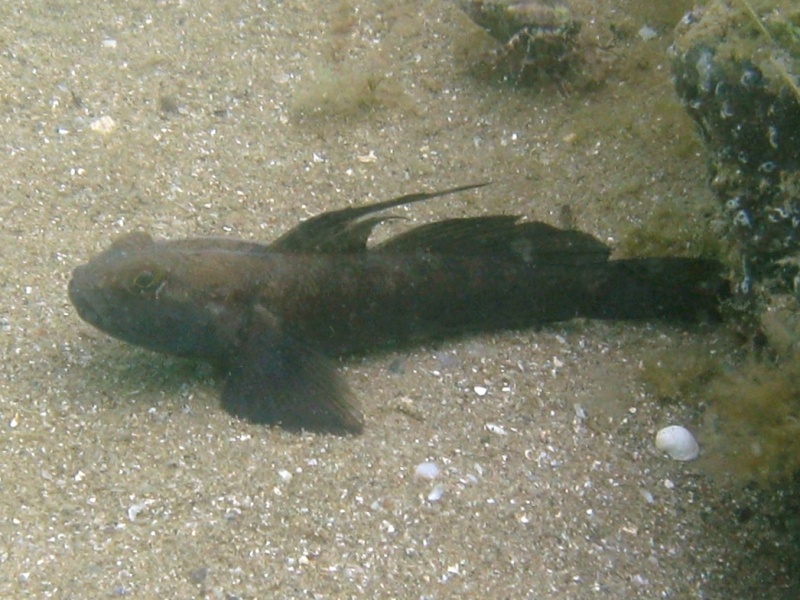 Gobius niger